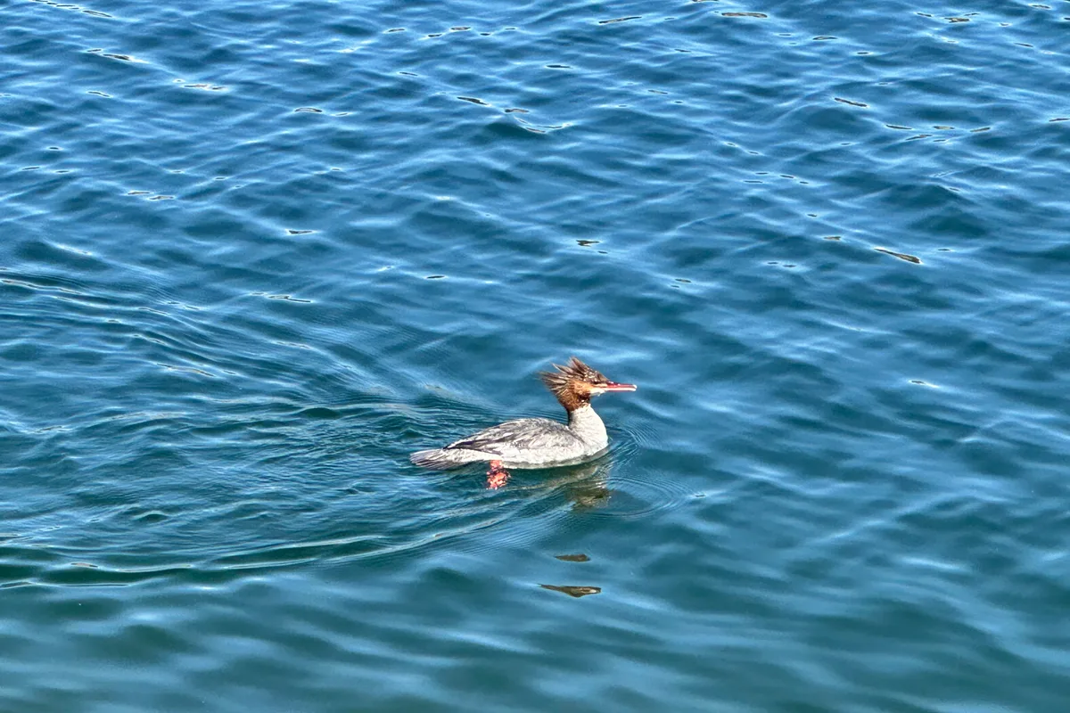 Common merganser duck swimming at Rampart Reservoir